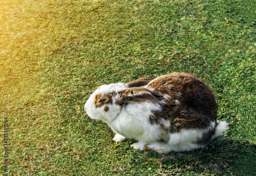 brown rabbit tightened his ears on a sunny green lawn , close-up of a rabbit