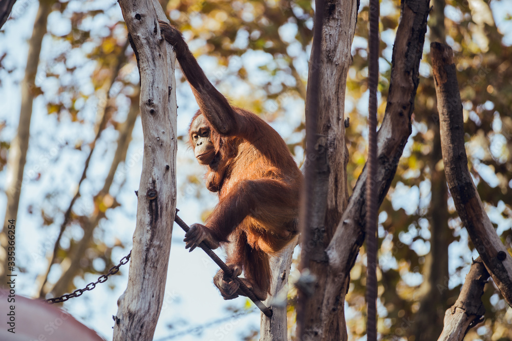 Naklejka premium Female of orangutan climbing tree