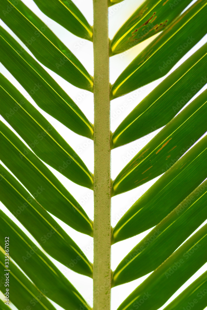 Green palm tree leaf background Green palm tree leaf background