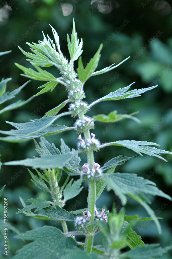 In the meadow among the herbs grow dog nettle is five-bladed (Leonurus quinquelobatus) In the meadow among the herbs grow dog nettle is five-bladed (Leonurus quinquelobatus)