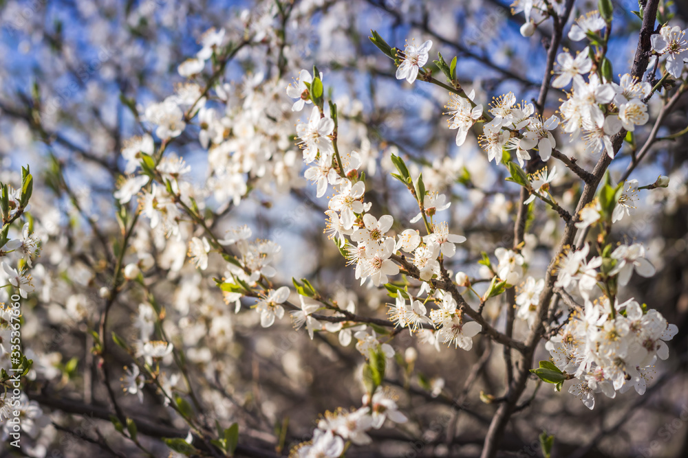 The branches of a blossoming tree. Cherry tree in white flowers. Blurring background. The branches of a blossoming tree. Cherry tree in white flowers. Blurring background.