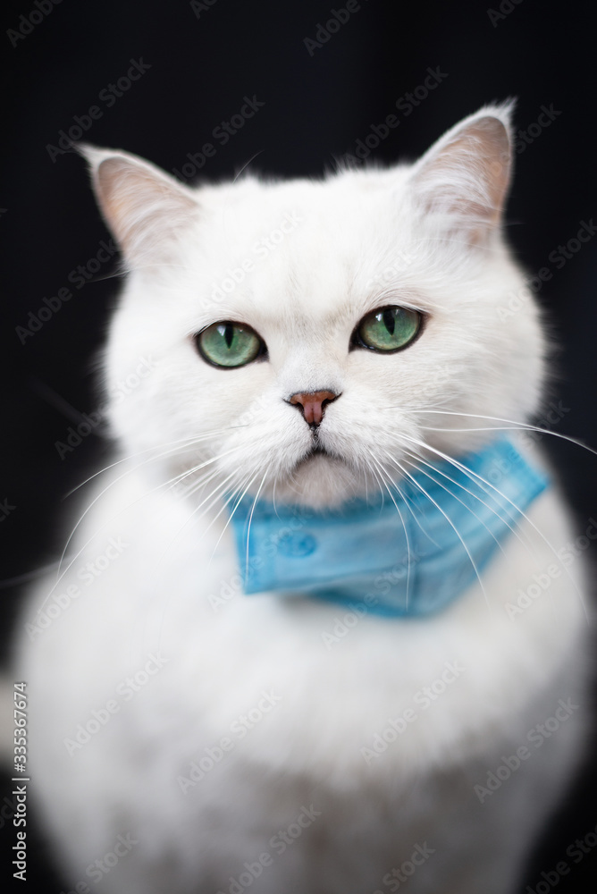 Fototapeta premium British cat in medical mask COVID-19