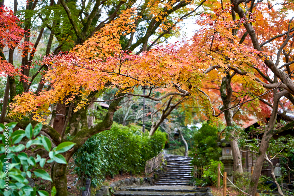 Path under orange leaves in autumn
