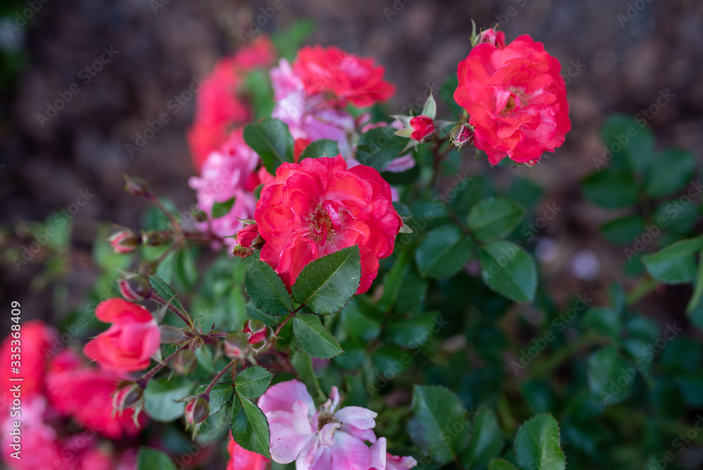 Coral drift rose, close up blooming in the garden Coral drift rose, close up blooming in the garden