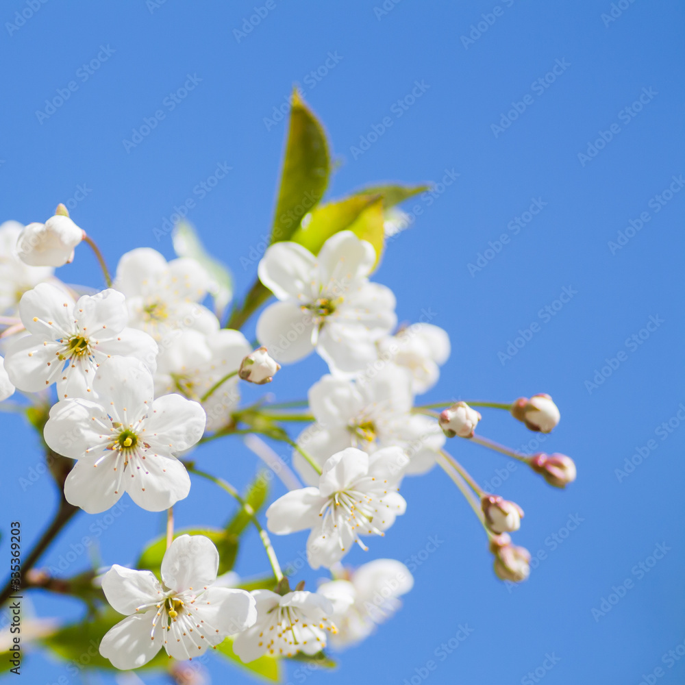 Fototapeta premium apple tree blossom