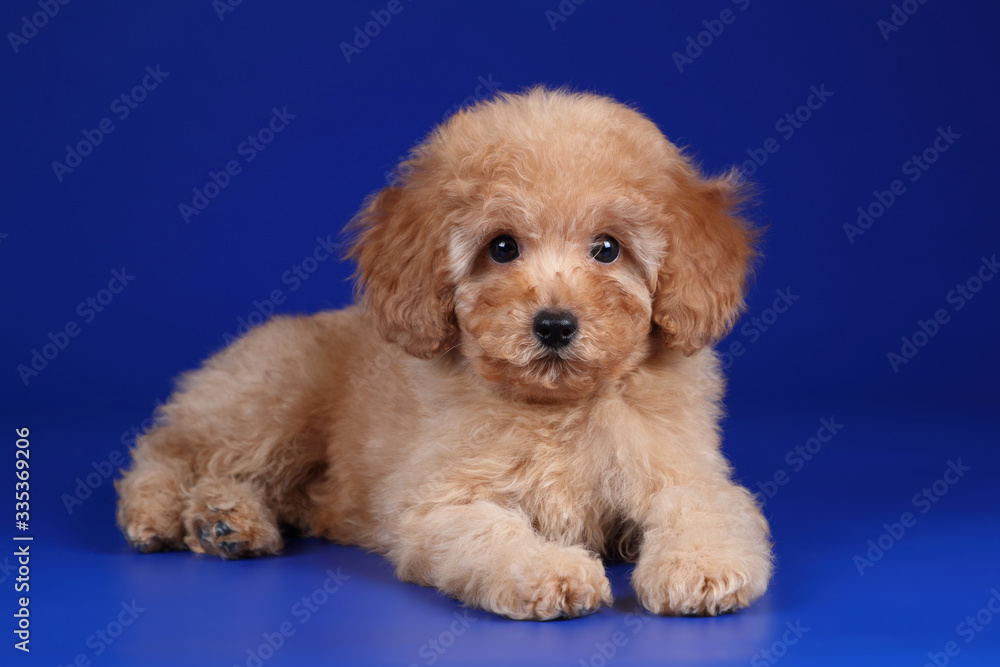 Cute poodle puppy on a blue background