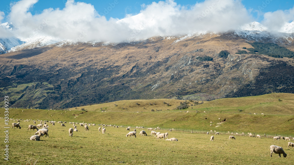 Sheep grazing grass on the green pasture under the mountain. Shot made in Glenorchy, New Zealand