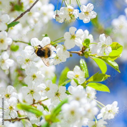 Bumblebee pollinating cherry blossom in early sring