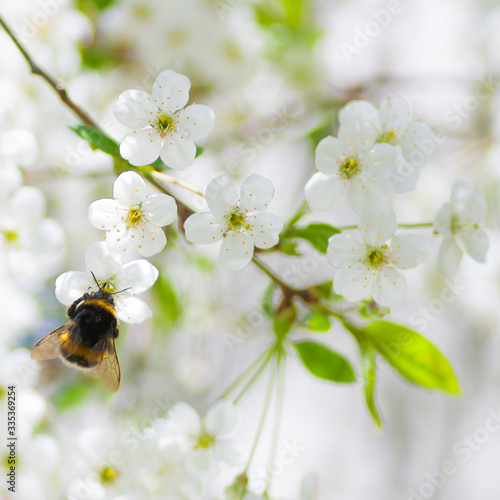 Bumblebee pollinating cherry blossom in early sring
