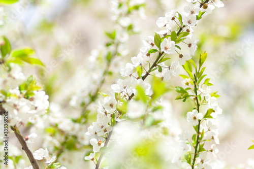 cherry blossom in spring