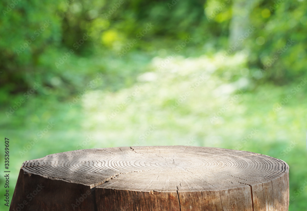合成用背景 森と切り株 Stock Photo Adobe Stock