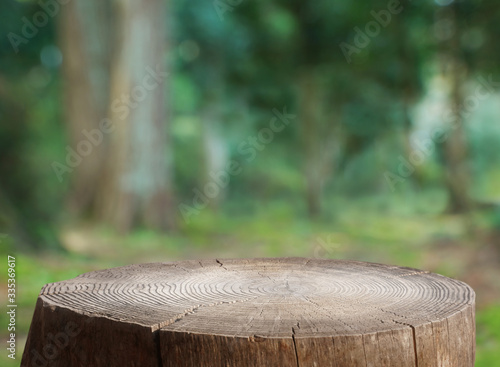 合成用背景　森と切り株