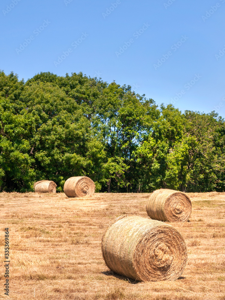 Hay making time showing a number of hay bales in the field to be dried and stored as fodder for animals. Hay making time showing a number of hay bales in the field to be dried and stored as fodder for animals.