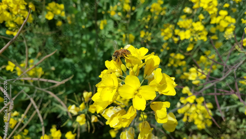 Obraz premium 노랑색 유채꽃이 가득한 밭 풍경