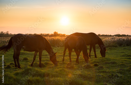 Horses in the summer sunset