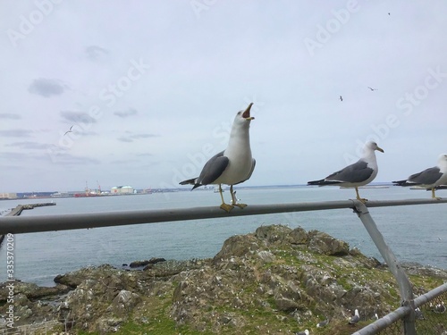 Black-tailed gull At Kabushima Shrine in Japan  photo