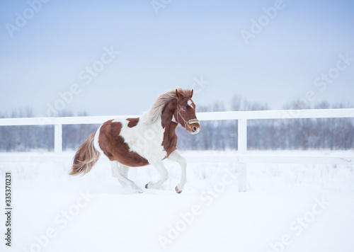 Fototapeta Naklejka Na Ścianę i Meble -  Pinto playing in a snowy field