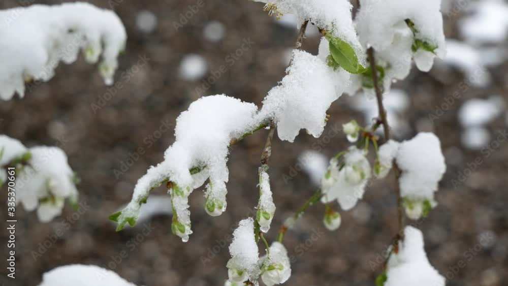 Opened the green leaves on the trees in the snow. Frost. Climate change Opened the green leaves on the trees in the snow. Frost. Climate change