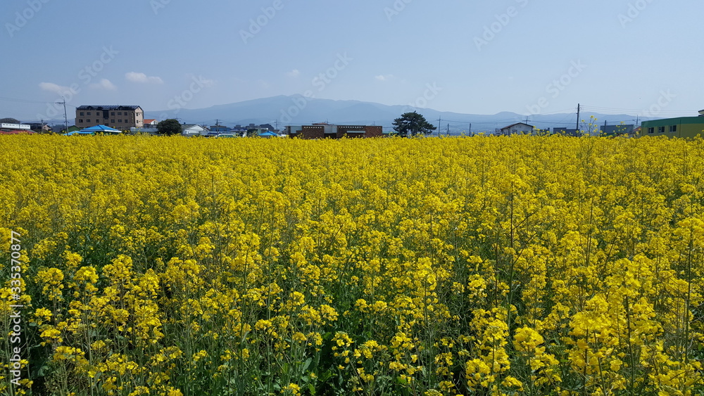 노랑색 유채꽃이 가득한 밭 풍경