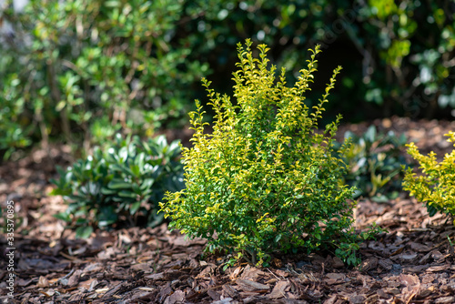 Sunshine ligustrum, a small privet decorative shrub with bright yellow and lime leaves