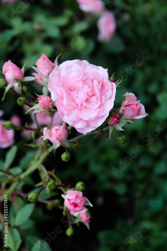 pink roses in garden
