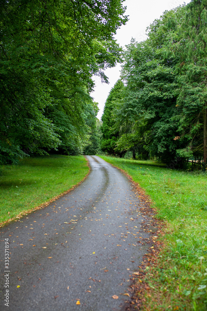Fototapeta premium Camino entre el bosque
