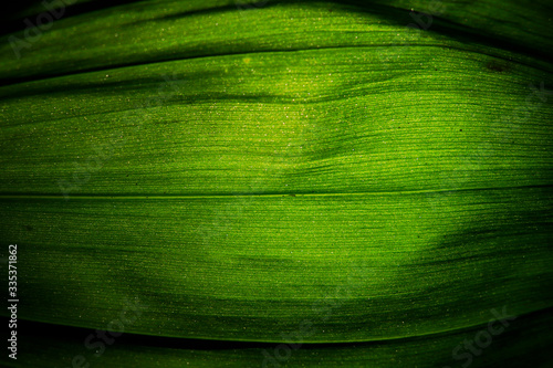 abstracción de hojas con efecto de luz 