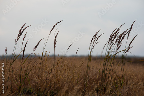 Bledow Desert  area of sands on the Silesia Highlands photo