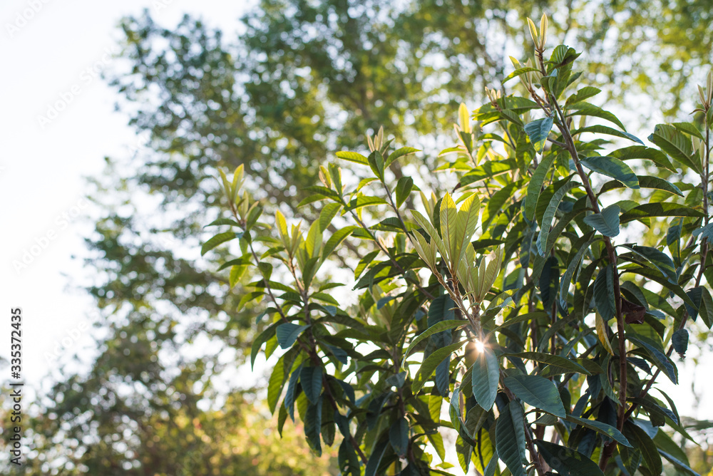 Young Loquat tree, evergreen leaves with new growth 