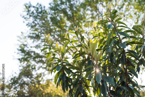 Young Loquat tree, evergreen leaves with new growth 