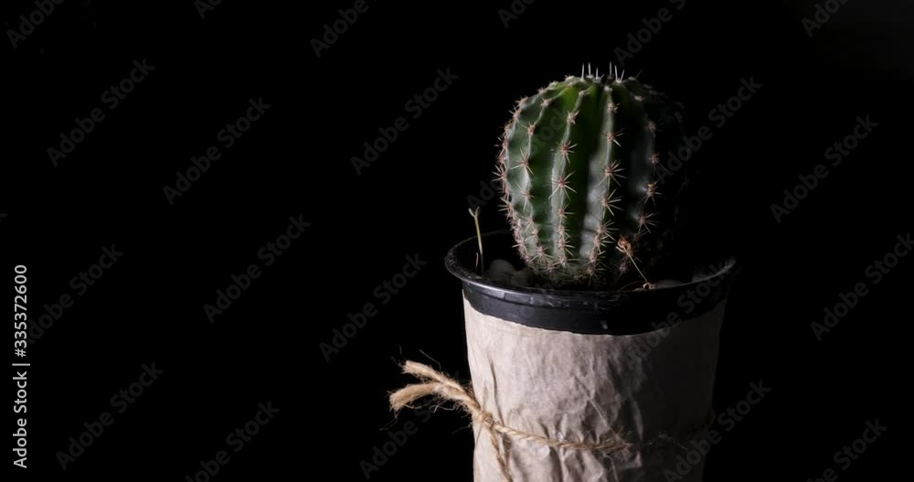 A close up Echinocactus On Black Background A close up Echinocactus On Black Background