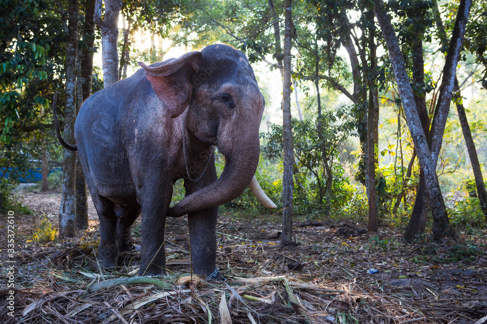 Obraz premium Elephant in the tropical jungles of India, Kerala. An elephant stands among the eaten bamboo stalks