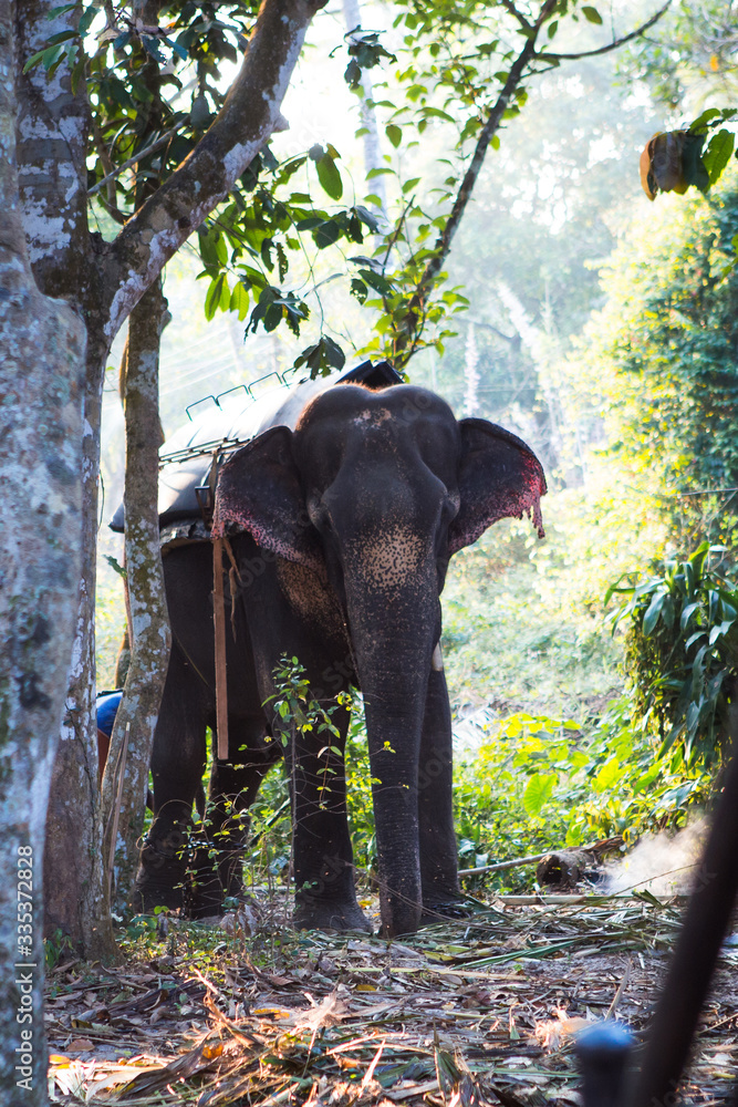 Fototapeta premium Elephant in the tropical jungles of India, Kerala. An elephant stands among the eaten bamboo stalks