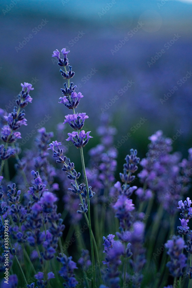Naklejka premium Lavender bush in the setting sun.