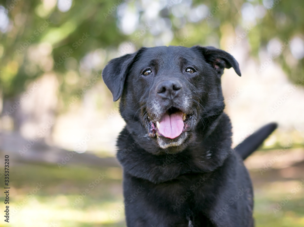 A black Retriever mixed breed dog with a happy expression outdoors A black Retriever mixed breed dog with a happy expression outdoors