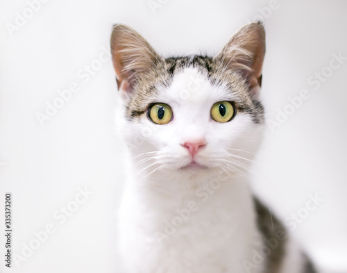 A young domestic shorthair cat with tabby and white markings looking at the camera