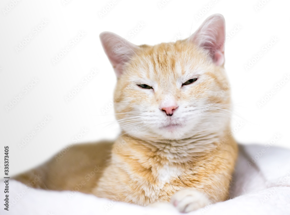 An orange tabby domestic shorthair cat lying on a blanket with a sleepy expression