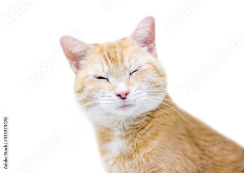 An orange tabby domestic shorthair cat with its eyes closed