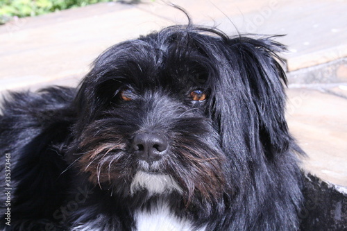 Black and white maltese dog