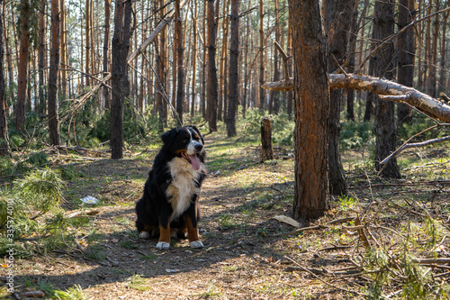 Happy Bernese mountain dog walking in the pine forest on string sunny day