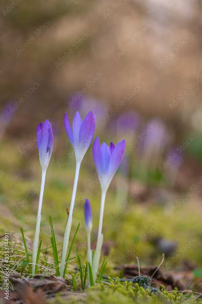 Krokus Krokus