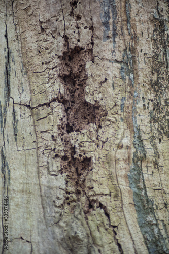 Fototapeta Naklejka Na Ścianę i Meble -  Dry tree without bark closeup