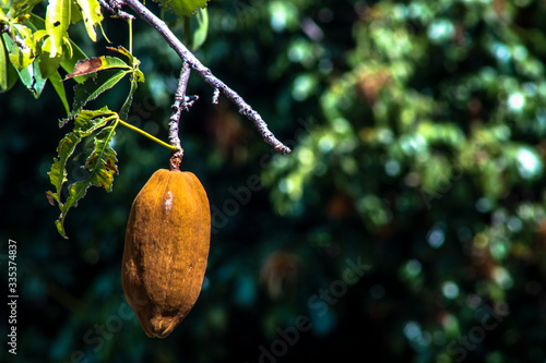 Exotic fruit Monguba (pachira aquatica) in Brazil photo