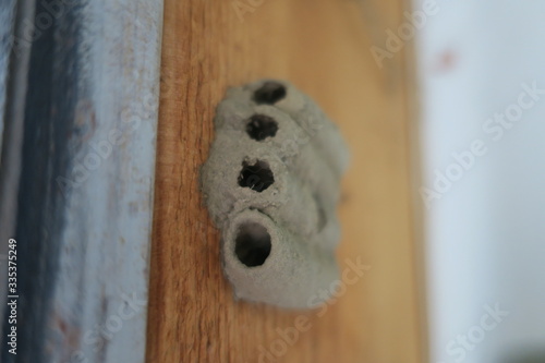 Mud Dauber Pipe Style Nest