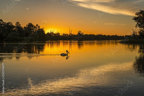 Murray River Eucalyptus trees and Pelicans during the beautiful sunset photo