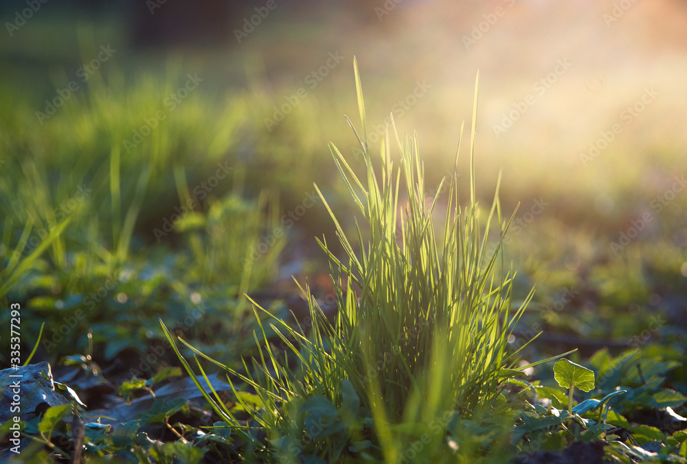 Obraz premium Young spring grass at sunset. Macro shot.