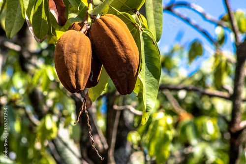 Exotic fruit Monguba (pachira aquatica) in Brazil photo