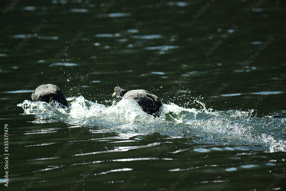 Obraz premium Wildgans am Wasser