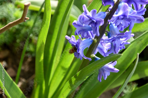 A close-up of a hyacinth flower  a bee flies towards it and tries to collect and pollinate the flower.