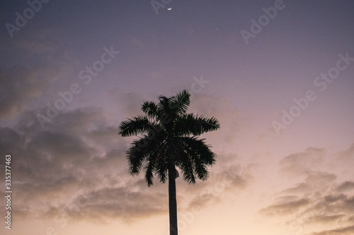 Palm Tree and Moon at Sunset